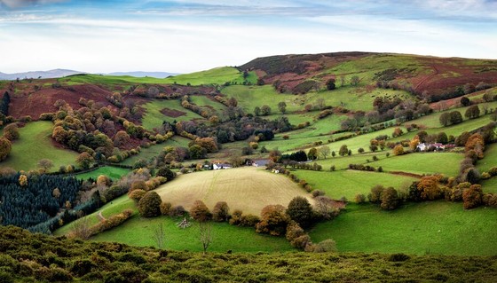 Patchwork of Fields and Hedgerows in Rolling Hills