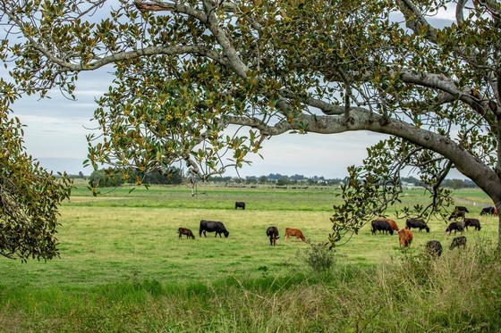 Cattle Grazing Beyond a Spreading Shade Tree
