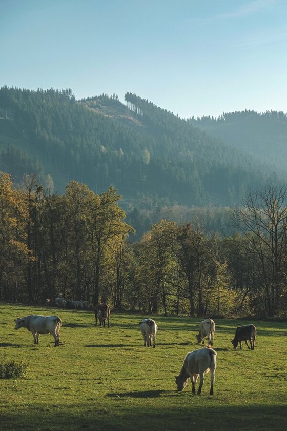 Cattle on Pasture Below Forested Hills