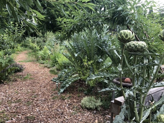 Mulched Garden Path Through Productive Planting