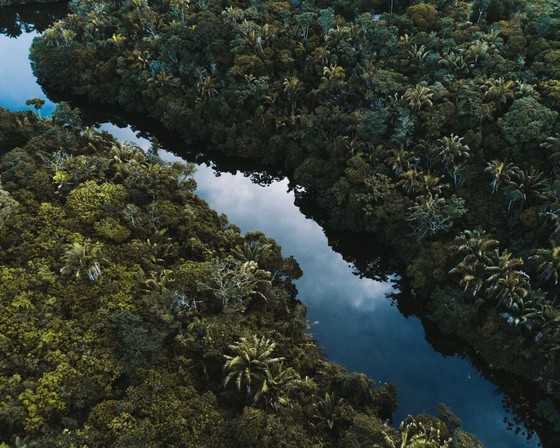 River Winding Through Dense Forest from Above