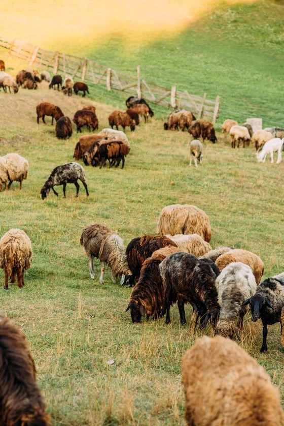 Mixed Flock of Sheep Grazing a Hillside Pasture