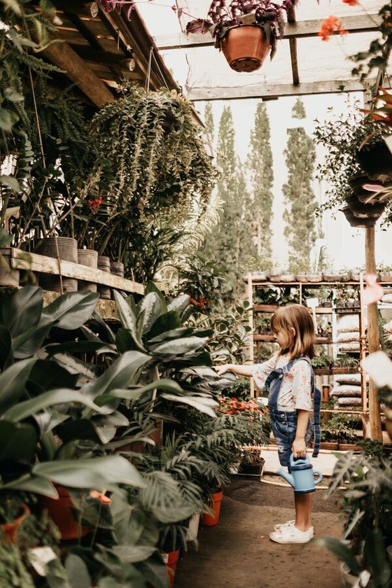 Child watering plants inside a dense nursery greenhouse