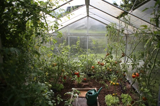 Tomato plants ripening inside a backyard greenhouse