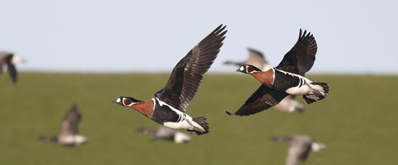 Red-breasted geese in flight over grassland