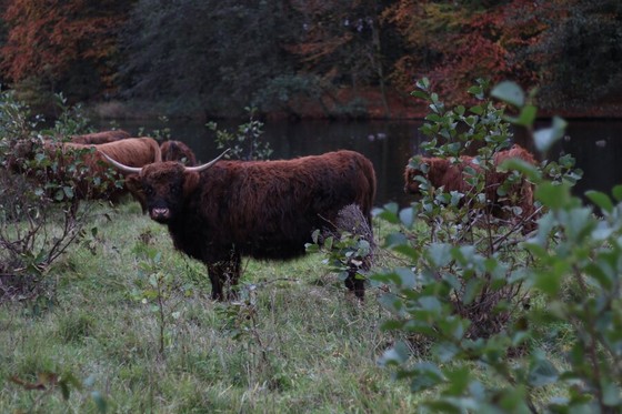 Highland cattle grazing in a wooded nature reserve