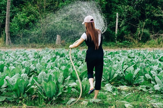 Woman Watering a Vegetable Field by Hose