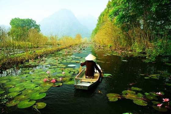 Sampan Rower on a Lily-Covered River